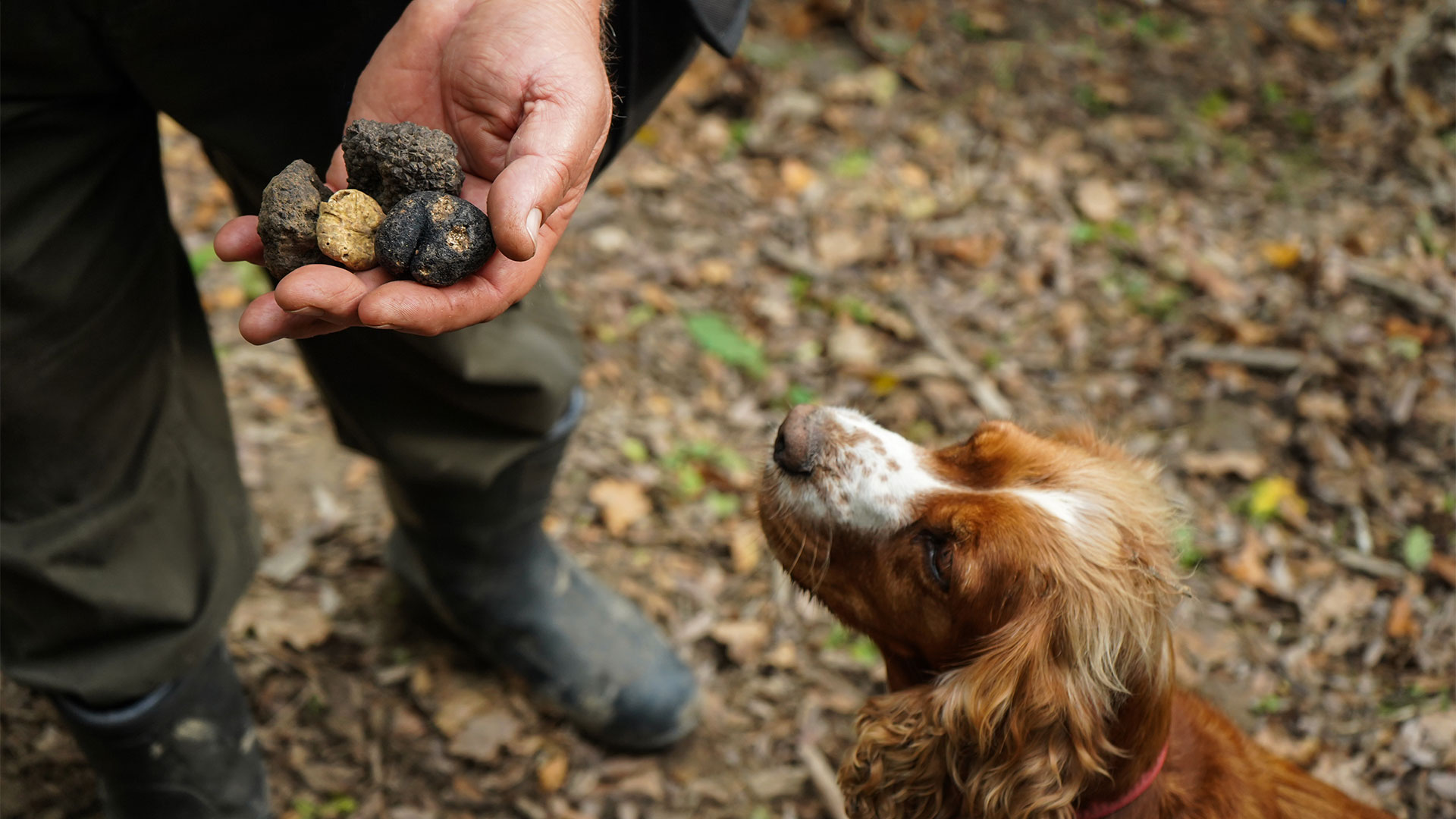 Ricerca del tartufo: un&rsquo;esperienza autentica da vivere